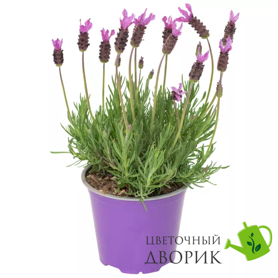 Лаванда Castilliano 2.0 Lilac pro-lavcas20lil-1000 фото