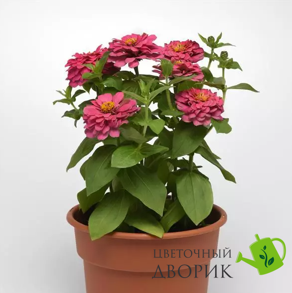 Цинния Zesty Pink pro-ZestyPink-1000 фото