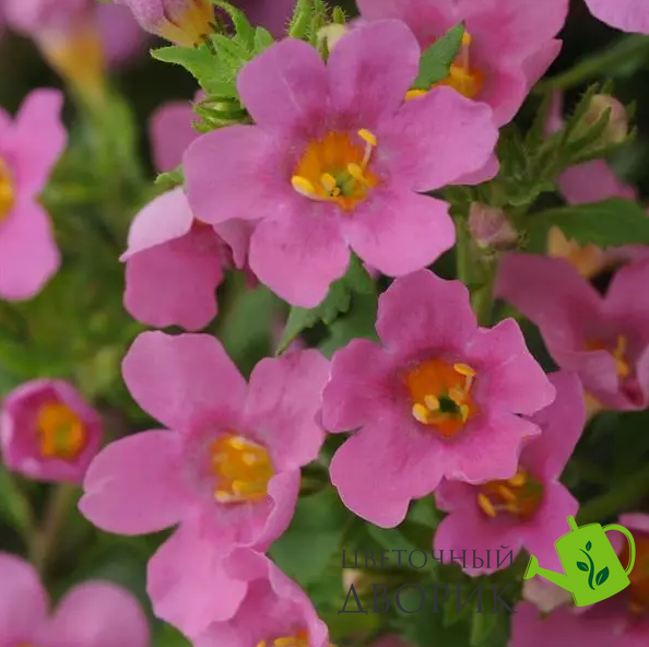 Бакопа Pinktopia Pinktopia фото