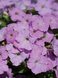 Петуния Opera Supreme F1 Lavender OperaSupremeLavender фото 3