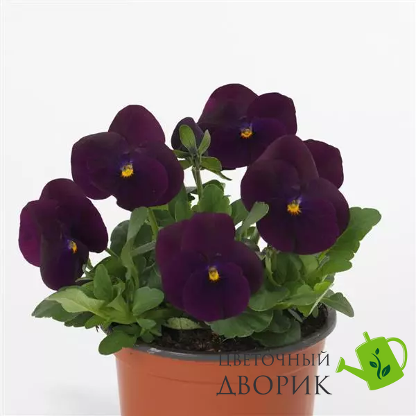 Віола Sorbet XP Purple pro-SorbetXPPurple-1000 фото
