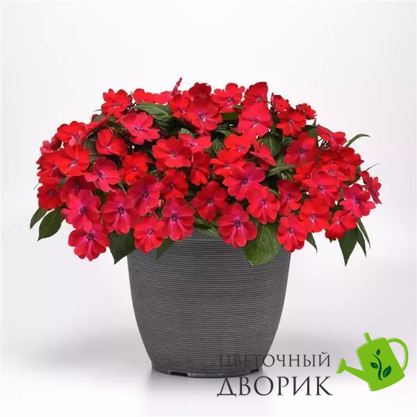 Бальзамін Solarscape XL Red Glow New2027 pro-SolarscapeXLRedGlow-100 фото