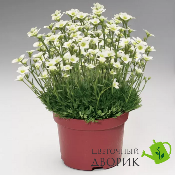 Камнеломка Highlander White HighlanderWhite фото