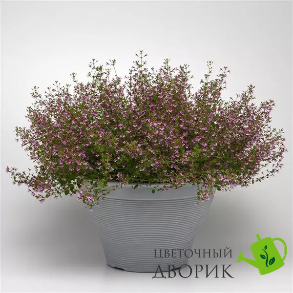 Куфея Ramosissima Pink Shimmer RamosissimaPink фото