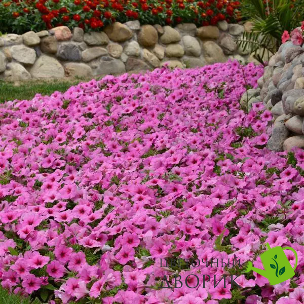Петунія Easy Wave F1 Pink Passion EasyWavePinkPassion фото
