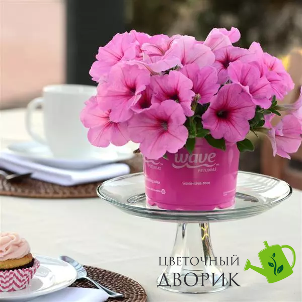 Петунія Easy Wave F1 Pink Passion EasyWavePinkPassion фото