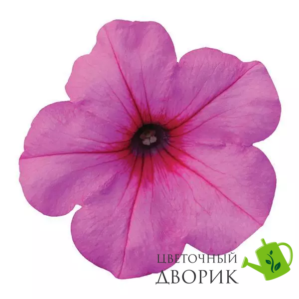 Петунія Easy Wave F1 Pink Passion EasyWavePinkPassion фото