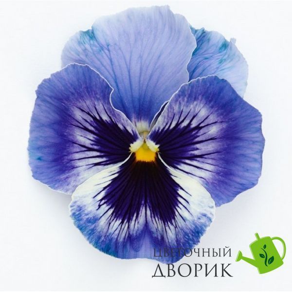Вiола Inspire Plus F1 Marina pro-InspirePlusMarina-500 фото
