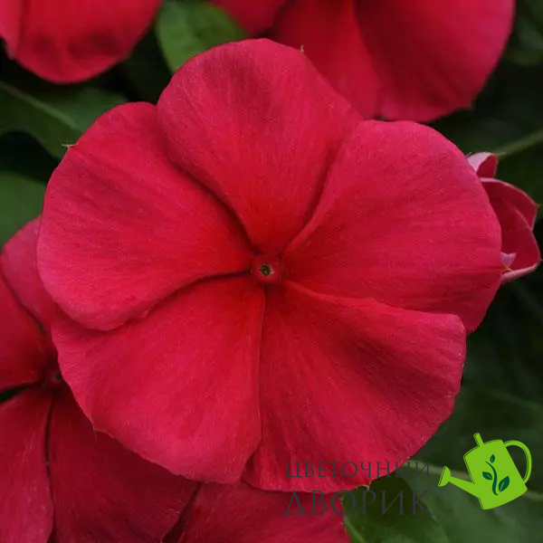 Вінка Mediterranean XP Dark Red pro-vinmedxpdarred-1000 фото