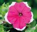 Петуния Limbo F1 Rose Picotee pro-LimboRosePic-1000s фото 1