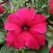 Петунія Prism F1 Deep Rose pro-petprif1deeros-1000dr фото 2