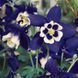 Аквілегія Spring Magic Navy&White pro-akvsprmagnav-1000 фото 3