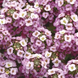 Алиссум Clear Crystal Lavender Shades ClearCrystalLavenderShades фото 1