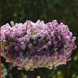 Алиссум Clear Crystal Lavender Shades ClearCrystalLavenderShades фото 2