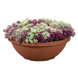 Алиссум Wonderland Mulberry Mix WonderlandMulberryMix фото 2