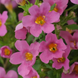 Бакопа Pinktopia Pinktopia фото 2