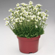 Камнеломка Highlander White HighlanderWhite фото 3