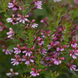 Куфея Ramosissima Pink Shimmer RamosissimaPink фото 1