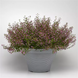 Куфея Ramosissima Pink Shimmer RamosissimaPink фото 2