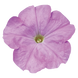 Петуния Celebrity F1 Lilac pro-CelebrityLilac-500dr фото 1