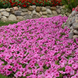 Петунія Easy Wave F1 Pink Passion EasyWavePinkPassion фото 4