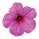 Петунія Easy Wave F1 Pink Passion EasyWavePinkPassion фото 2