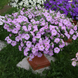 Петуния Opera Supreme F1 Lavender OperaSupremeLavender фото 2