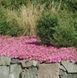Петунія Wave F1 Pink pro-petwavf1pin-100 фото 1