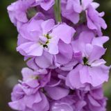 Маттіола Column Lilac Lavender pro-matcollillav-5000 фото