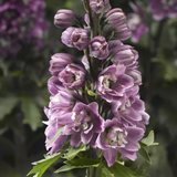 Дельфініум Delphina Pink White Bee pro-DelphinaPinkWhiteBee-1000 фото