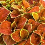 Колеус Fairway Orange FairwayOrange фото