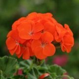 Пеларгонія Horizon F1 Orange HorizonOrange фото