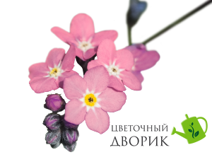 Незабудка Sylva Rose SylvaRose фото
