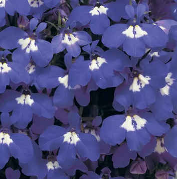 Лобелія Riviera Blue Eyes pro-lobrivblueye-1000 фото