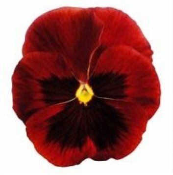 Вiола Premier Red with Blotch pro-PremierRedwB-1000 фото