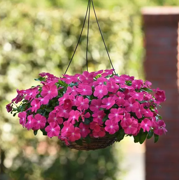 Винка Mediterranean XP Hot Rose pro-vinmedxphotros-1000 фото