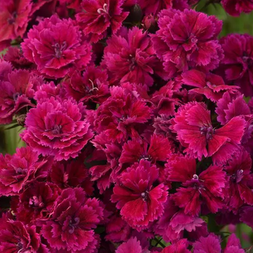 Гвоздика Dynasty Purple pro-gvodynpurnew202-500 фото