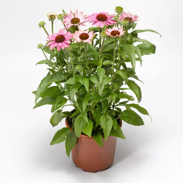 Эхинацея Prairie Splendor Compact Rose PrairieSplendorCompactRose фото