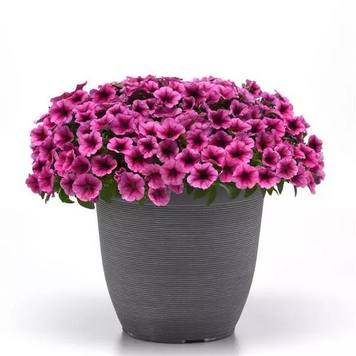 Петунія Shock Wave F1 Rose Vein  ShockWaveRoseVein-5 фото