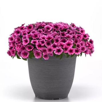 Петуния Shock Wave F1 Rose Vein  ShockWaveRoseVein-5 фото