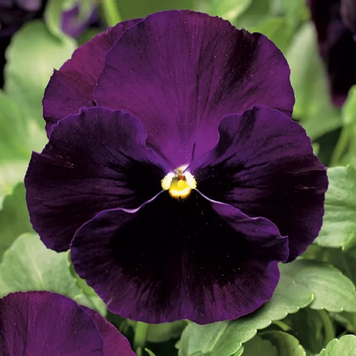 Вiола Colossus F1 Purple with Blotch pro-ColossusPurpleBl-1000 фото