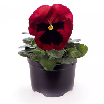 Виола Delta Pro F1 Red with Blotch DeltaProRedwithBlotch фото