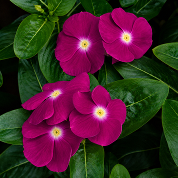 Винка Victory Deep Pink pro-vinvicdeepin-1000 фото