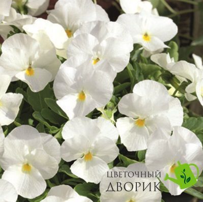 Віола рогата Admire F1 White pro-AdmireWhite-1000 фото