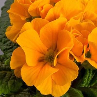 Примула Danova Orange Yellow pro-pridanorayel-1000 фото