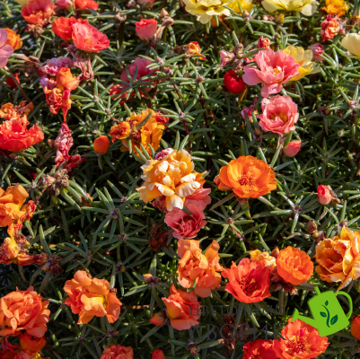 Портулак великоквітковий Sundial Peach Mix  pro-SundialPeachMix-1000s фото