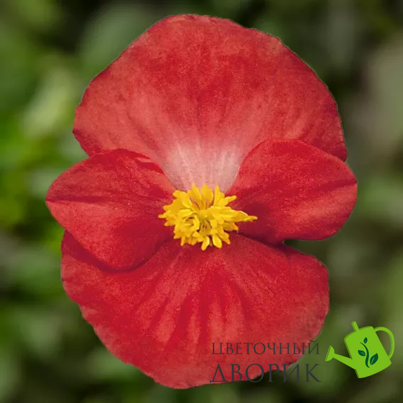Бегонія Bada Bing Swift Scarlet impr New2027 pro-BadaBingSwiftScarletimpr-1000dr фото