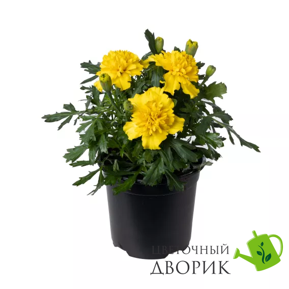 Тагетес Cresta Yellow CrestaYellow фото