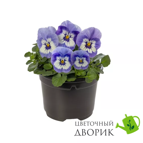 Вiола рогатая Penny Pro F1 Blue Marina  PennyProBlueMarina-10 фото