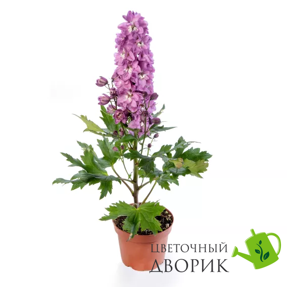 Дельфиниум Delphina Pink White Bee pro-DelphinaPinkWhiteBee-1000 фото